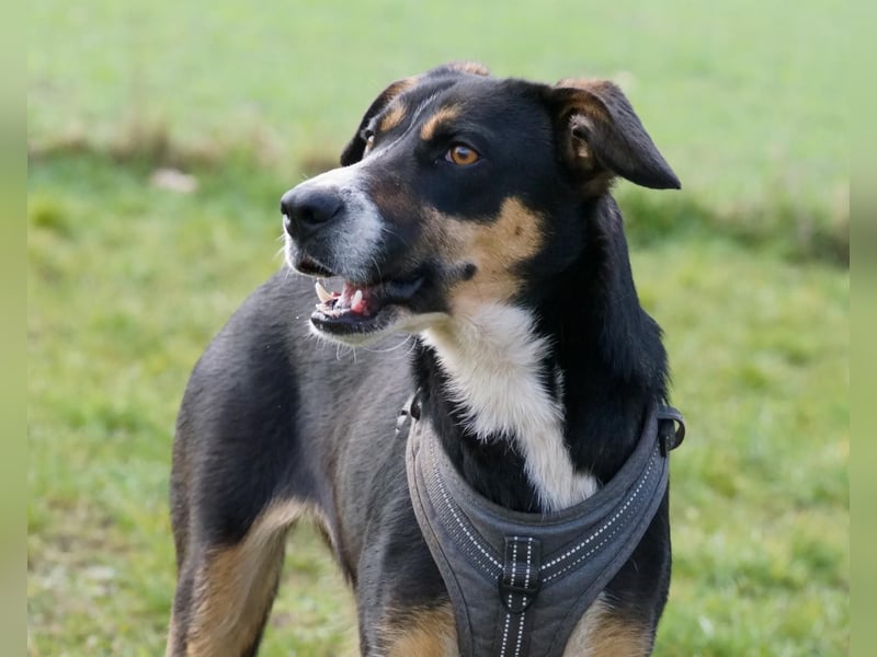 Cookie eine wundervolle junge Familienhündin