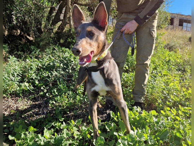 AJES will die Hundeschule besuchen