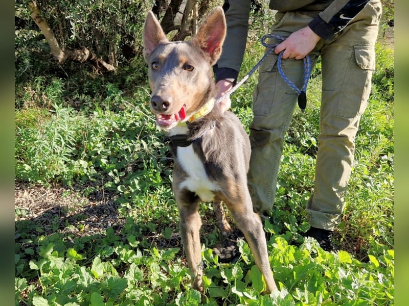 AJES - aktiver Junghund