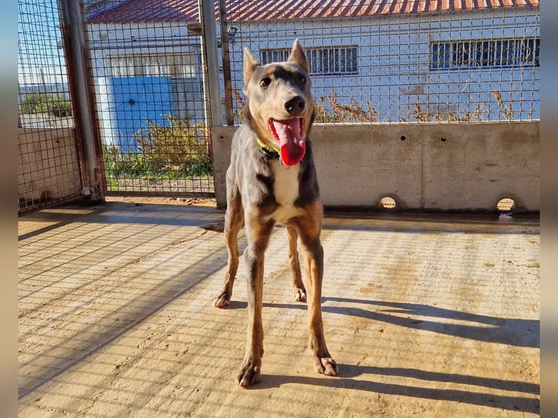 AJES will die Hundeschule besuchen