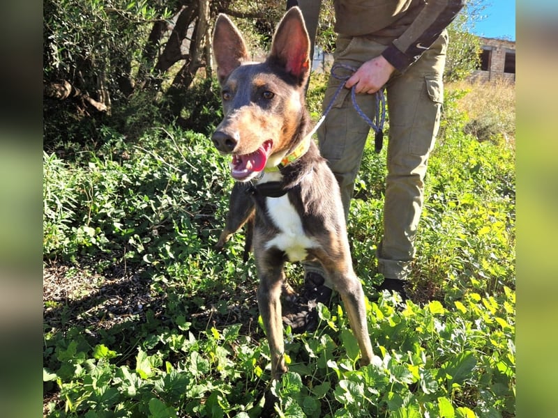 AJES will die Hundeschule besuchen