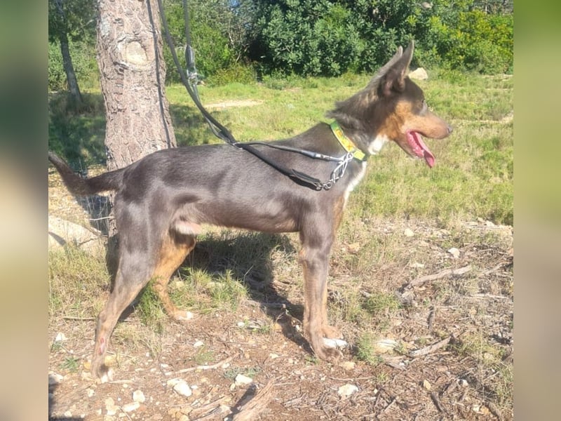 AJES - aktiver Junghund