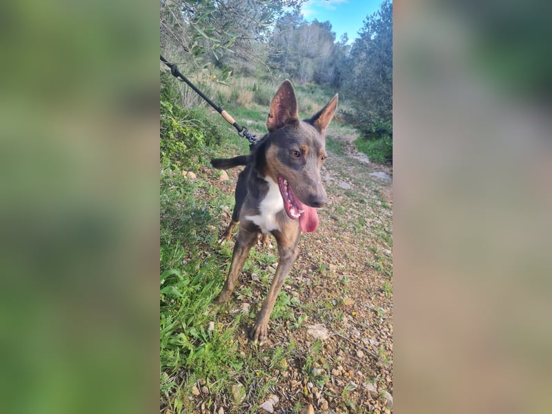 AJES - aktiver Junghund