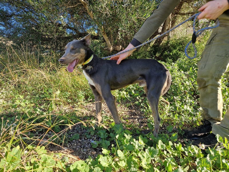 AJES will die Hundeschule besuchen