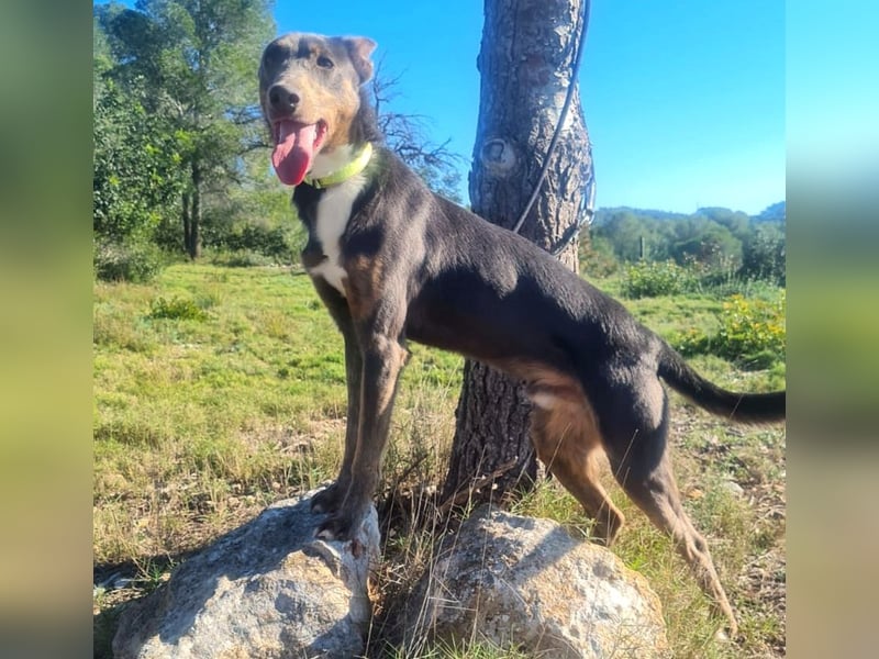 AJES will die Hundeschule besuchen