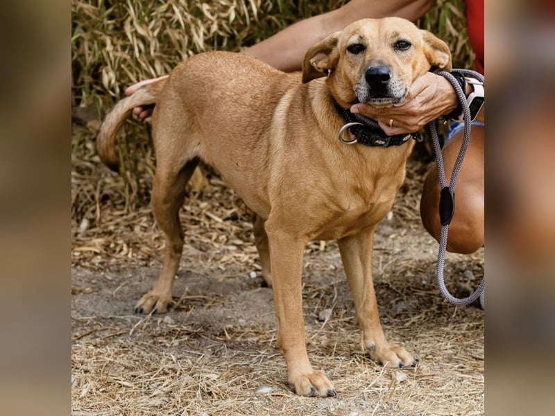 ⚡️Carrie und Terry ⚡️2 von ~ 650 Hunden in der Cantinho da Milu⚡️