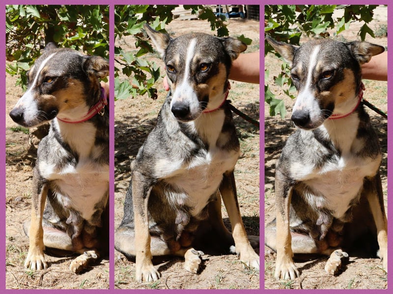 ⚡️Carrie und Terry ⚡️2 von ~ 650 Hunden in der Cantinho da Milu⚡️