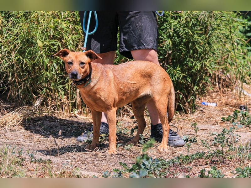 ⚡️Carrie und Terry ⚡️2 von ~ 650 Hunden in der Cantinho da Milu⚡️