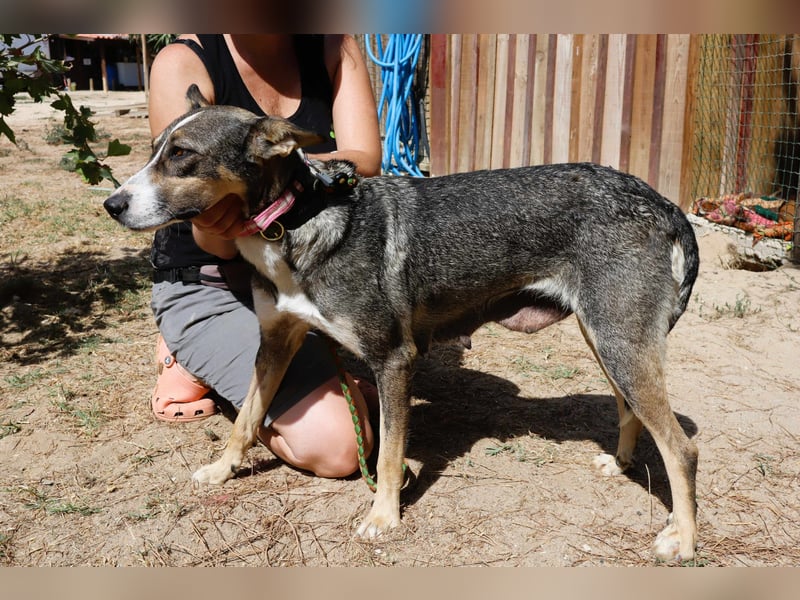 ⚡️Carrie und Terry ⚡️2 von ~ 650 Hunden in der Cantinho da Milu⚡️