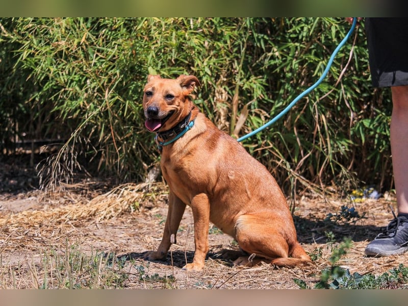 ⚡️Carrie und Terry ⚡️2 von ~ 650 Hunden in der Cantinho da Milu⚡️