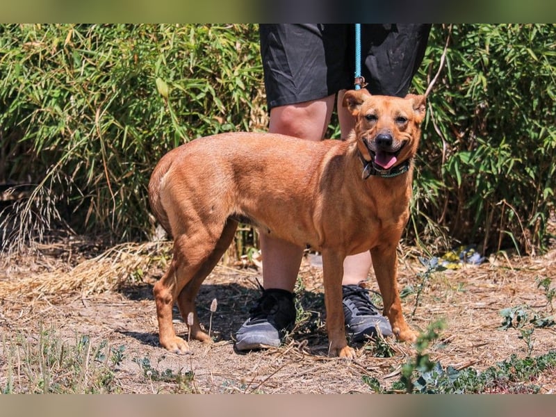 ⚡️Carrie und Terry ⚡️2 von ~ 650 Hunden in der Cantinho da Milu⚡️