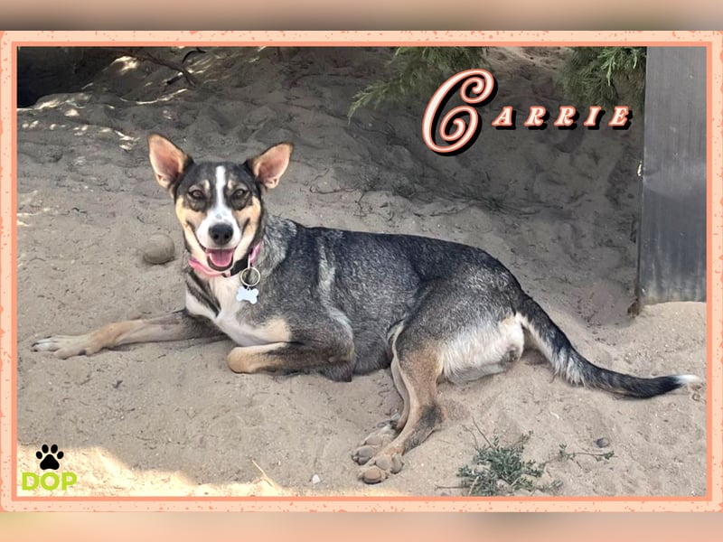 Sanfte und schüchterne ♦️Hündin Carrie♦️ spielt gerne…