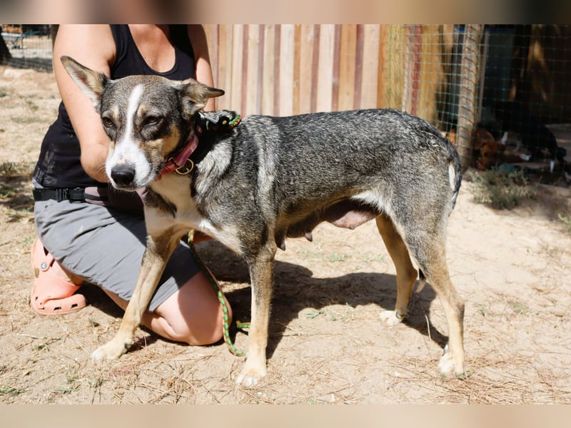 ⚡️Carrie und Terry ⚡️2 von ~ 650 Hunden in der Cantinho da Milu⚡️