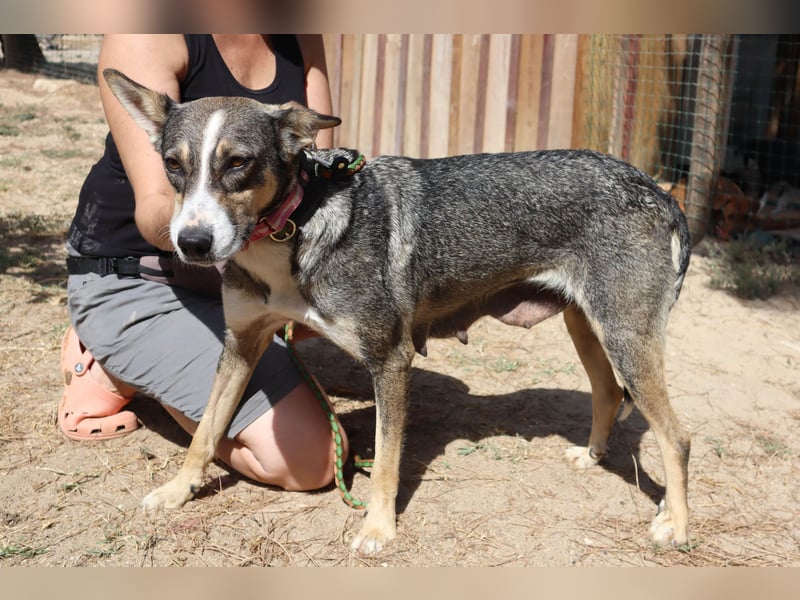 ⚡️Carrie und Terry ⚡️2 von ~ 650 Hunden in der Cantinho da Milu⚡️