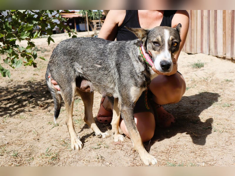 ⚡️Carrie und Terry ⚡️2 von ~ 650 Hunden in der Cantinho da Milu⚡️