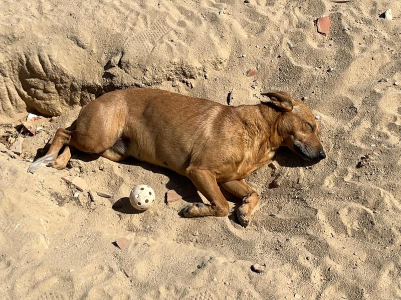 ⚡️Carrie und Terry ⚡️2 von ~ 650 Hunden in der Cantinho da Milu⚡️
