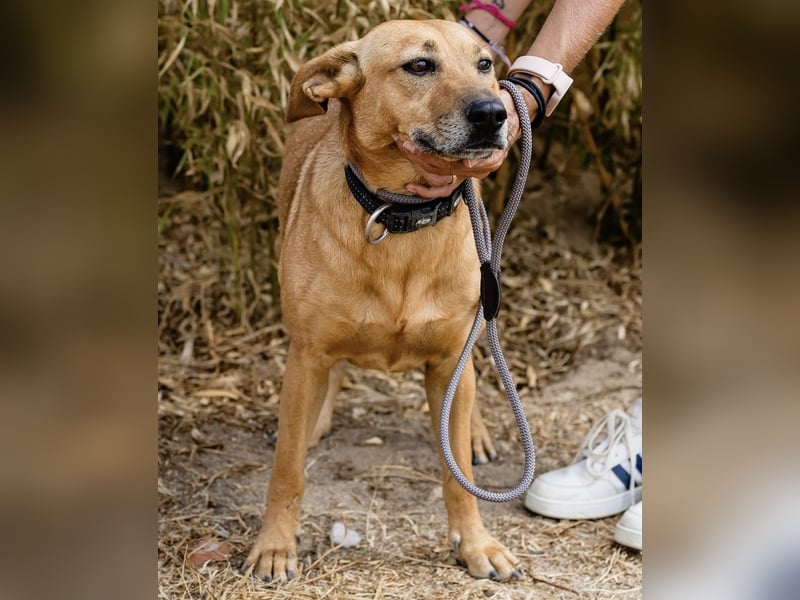 ⚡️Carrie und Terry ⚡️2 von ~ 650 Hunden in der Cantinho da Milu⚡️