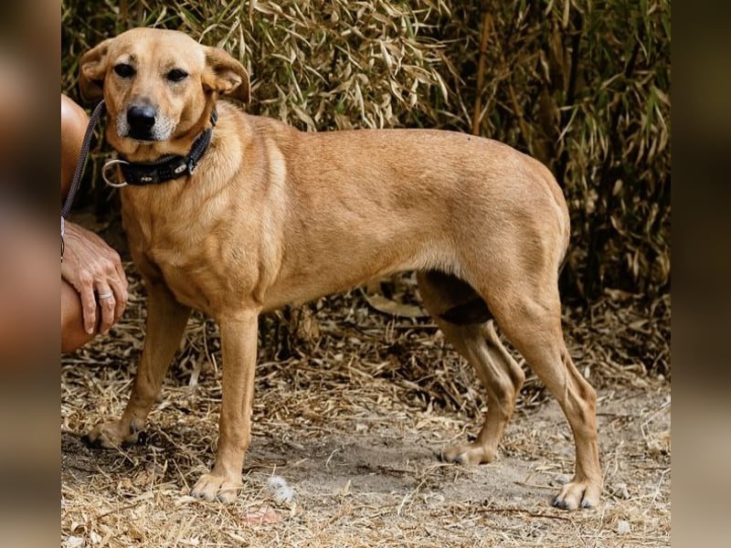 ⚡️Carrie und Terry ⚡️2 von ~ 650 Hunden in der Cantinho da Milu⚡️