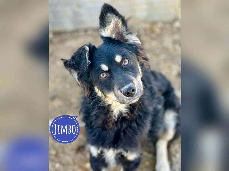 Jimbo ein Seelenhund
