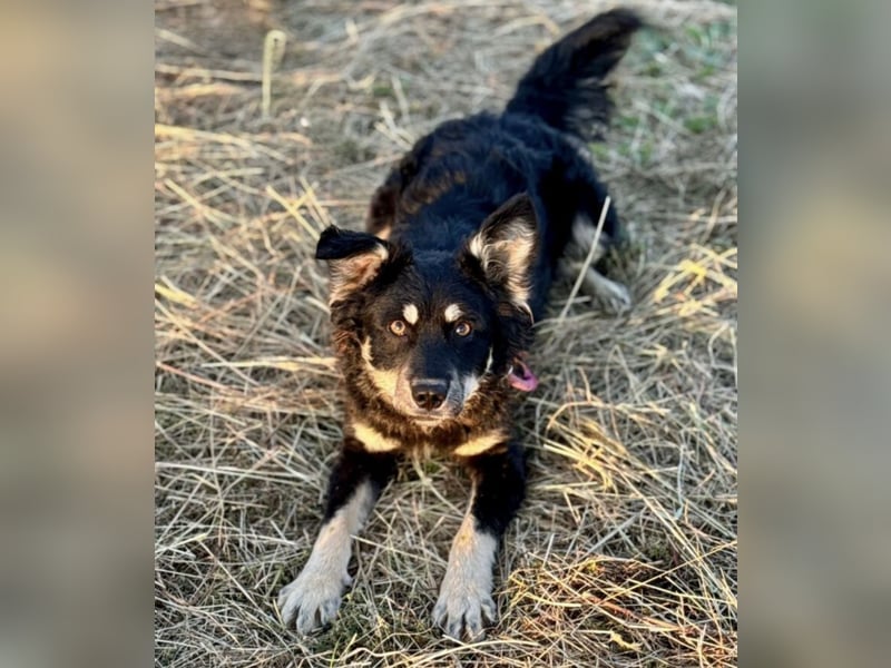 Jimbo ein Seelenhund