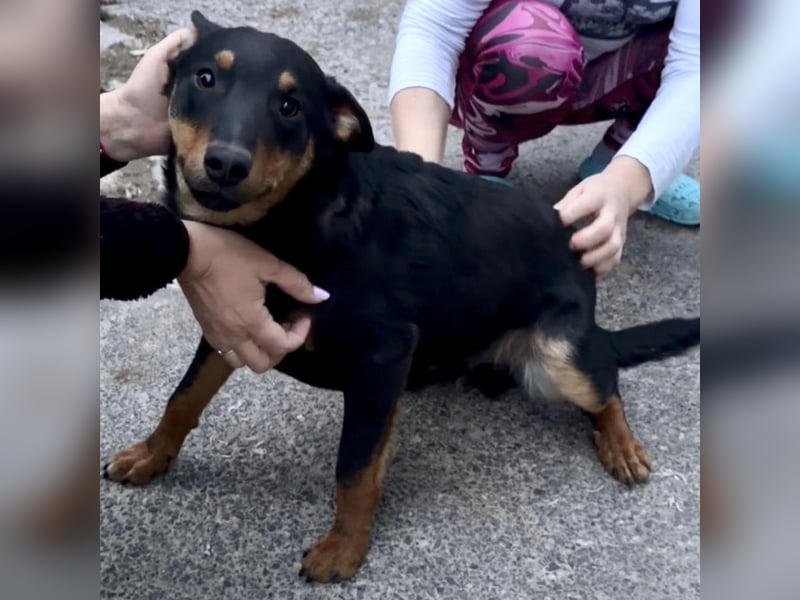 Fibio ein wunderhübscher Rüde