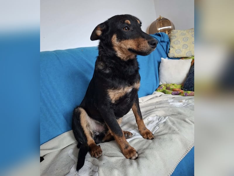 Fibio ein wunderhübscher Rüde