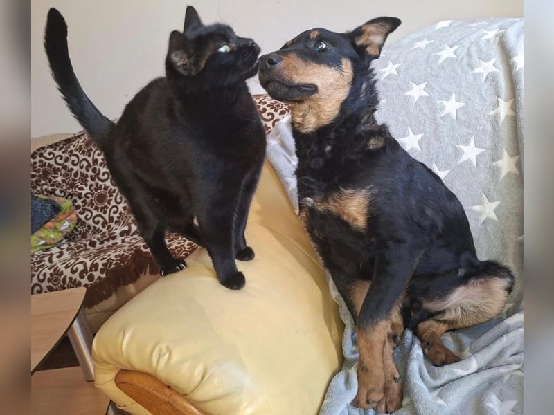 Fibio ein wunderhübscher Rüde