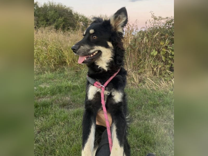 Jimbo ein Seelenhund