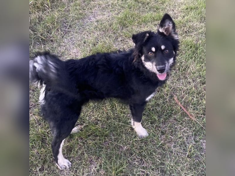 Jimbo ein Seelenhund