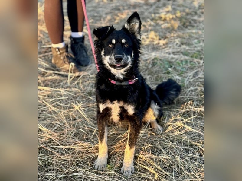 Jimbo ein Seelenhund