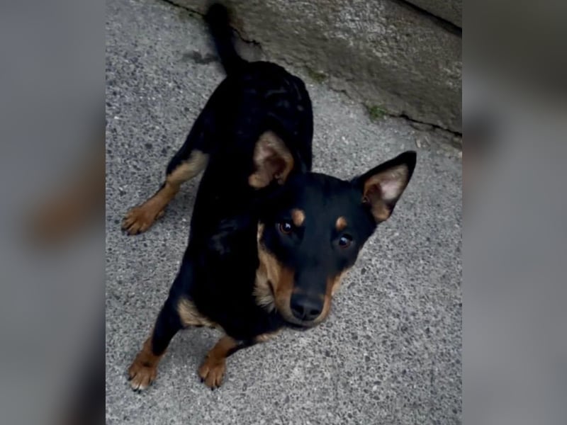 Fibio ein wunderhübscher Rüde