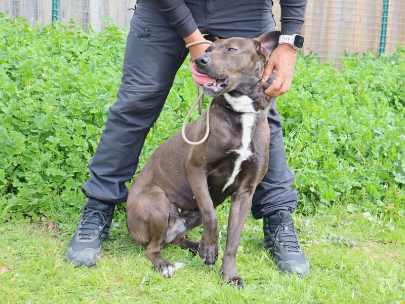 Powerlady Lindinha ✅ liebt Katzen und Menschen