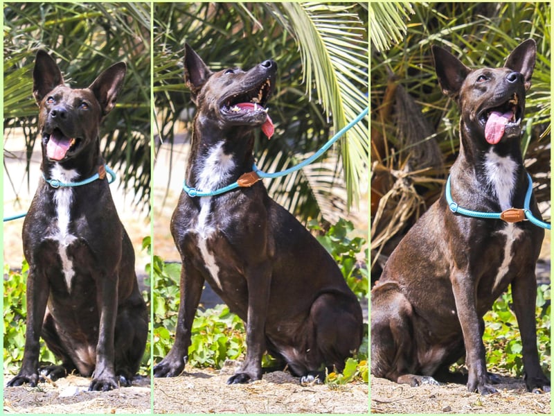 Powerlady Lindinha ✅ liebt Katzen und Menschen