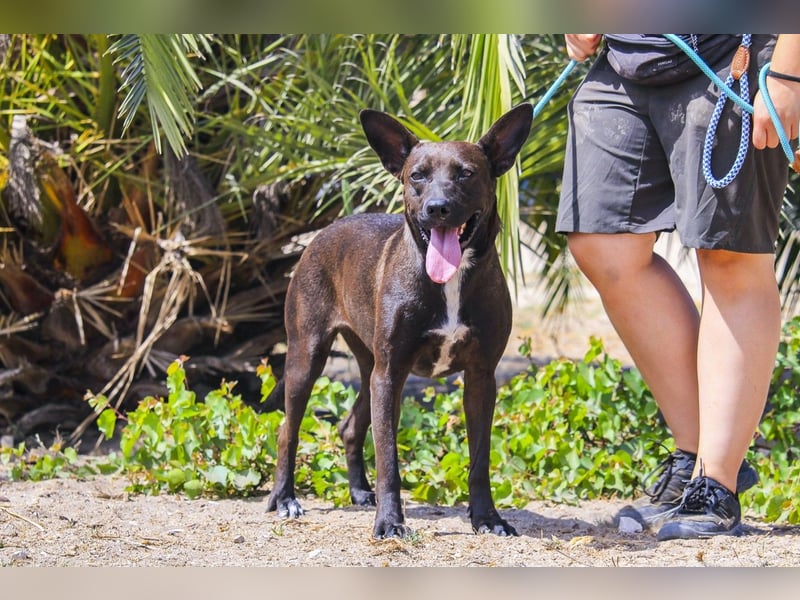 Powerlady Lindinha ✅ liebt Katzen und Menschen