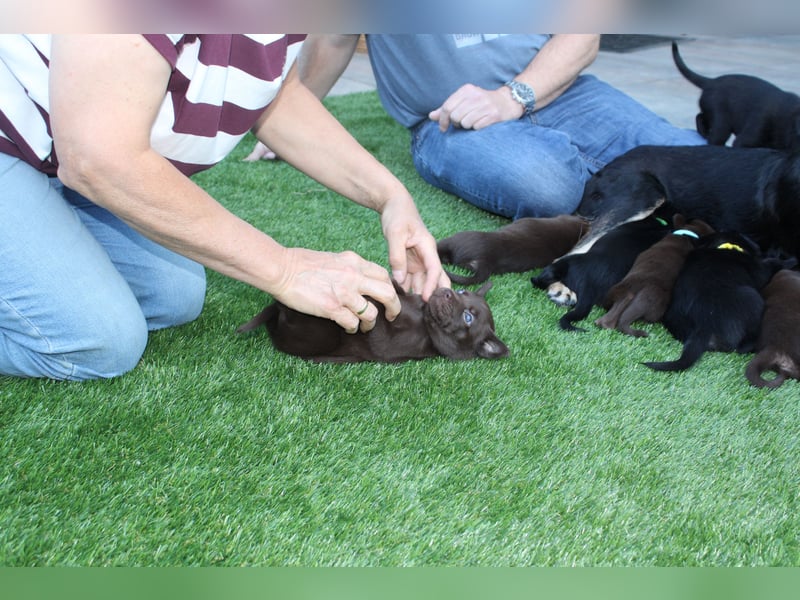 Australian Kelpie Rüden mit FCI-Papieren, reisefertig ab 5. Oktober