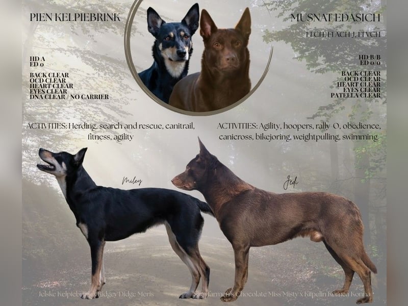 Australian Kelpie Rüden mit FCI-Papieren, reisefertig ab 5. Oktober