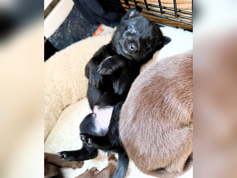 Australian Kelpie Rüden mit FCI-Papieren, reisefertig ab 5. Oktober