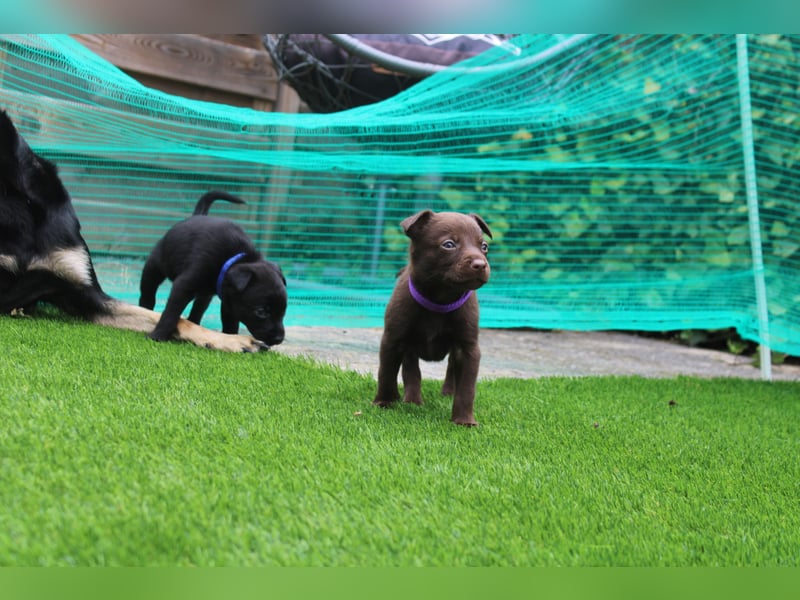 Australian Kelpie Rüden mit FCI-Papieren, reisefertig ab 5. Oktober