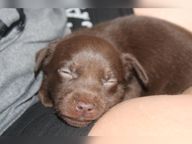 Australian Kelpie Rüden mit FCI-Papieren, reisefertig ab 5. Oktober
