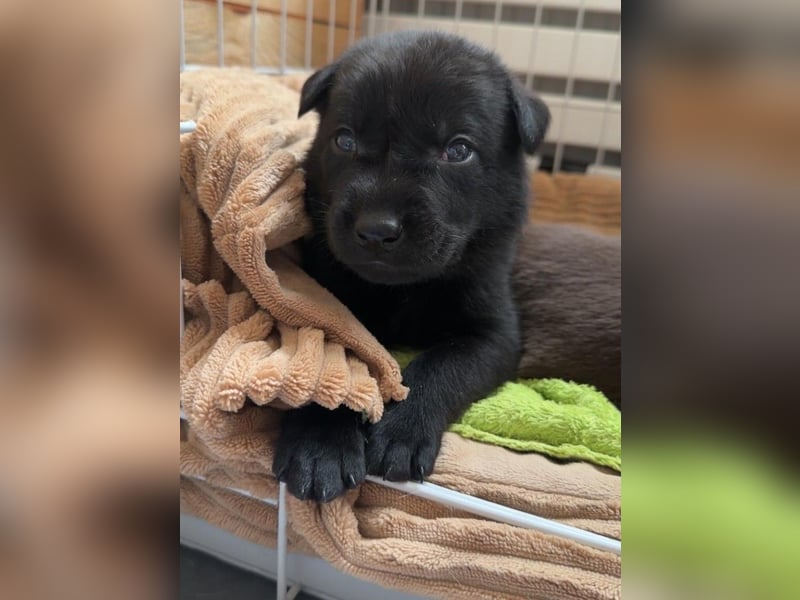 Australian Kelpie Rüden mit FCI-Papieren, reisefertig ab 5. Oktober