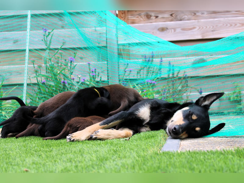 Australian Kelpie Rüden mit FCI-Papieren, reisefertig ab 5. Oktober