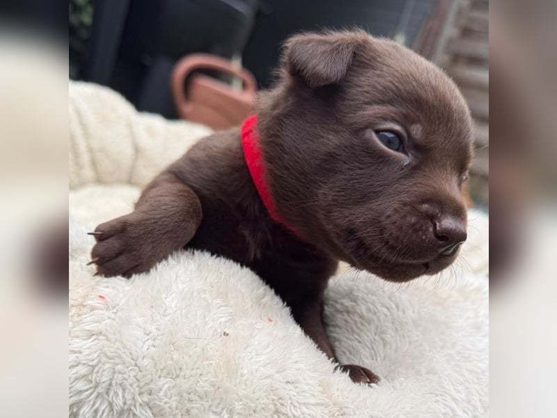Australian Kelpie Rüden mit FCI-Papieren, reisefertig ab 5. Oktober
