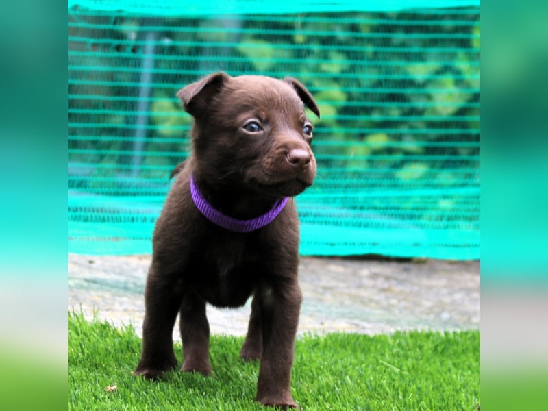 Australian Kelpie Rüden mit FCI-Papieren, reisefertig ab 5. Oktober