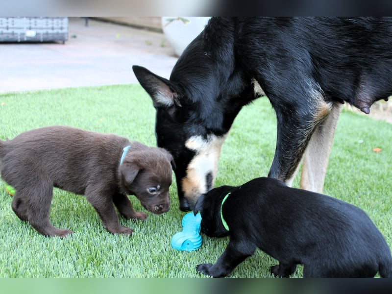 Australian Kelpie Rüden mit FCI-Papieren, reisefertig ab 5. Oktober