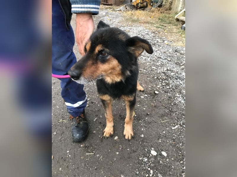 Paco Senior für Senioren