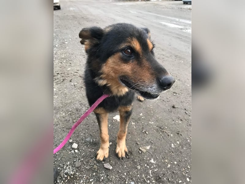 Paco Senior für Senioren