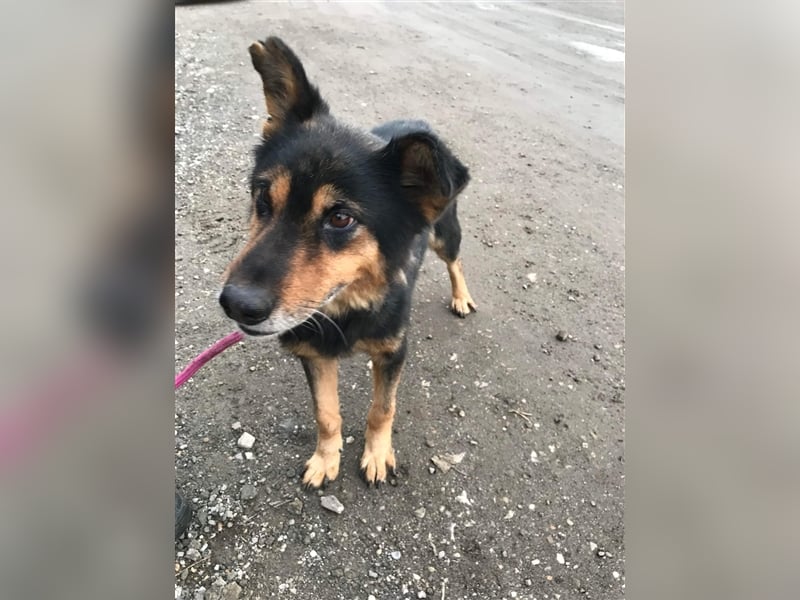 Paco Senior für Senioren