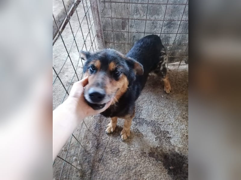 Paco Senior für Senioren