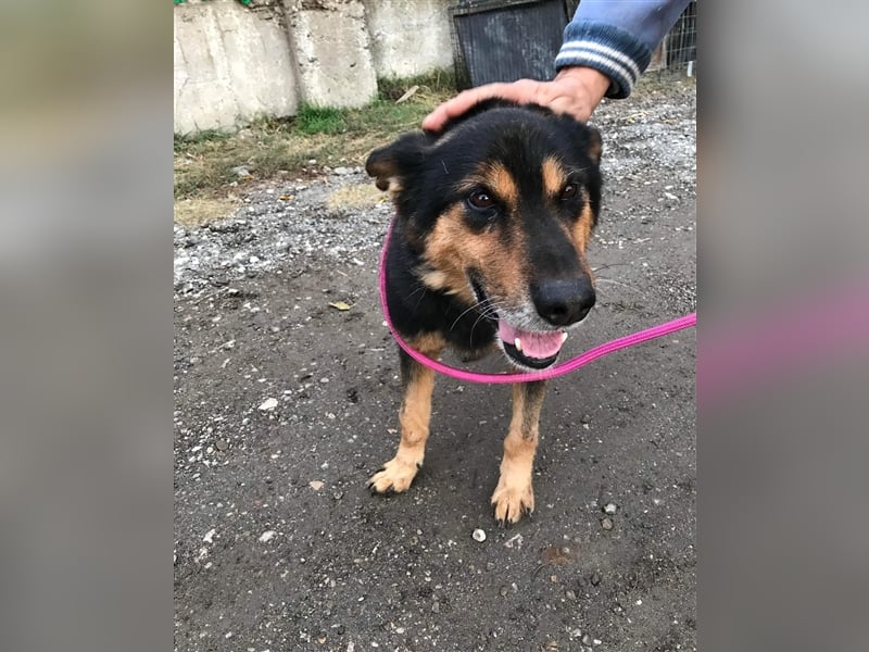 Paco Senior für Senioren