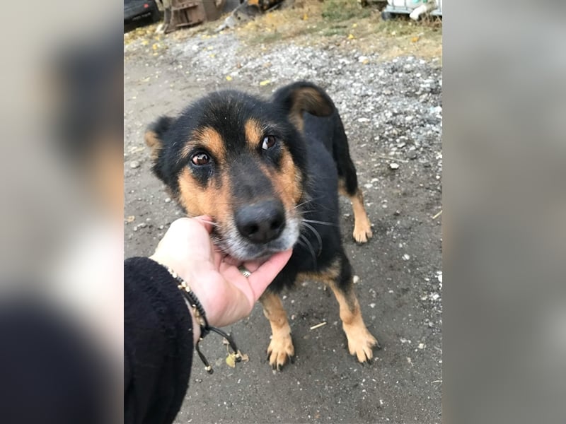 Paco Senior für Senioren